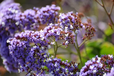 DSC_6908 (Large).JPG